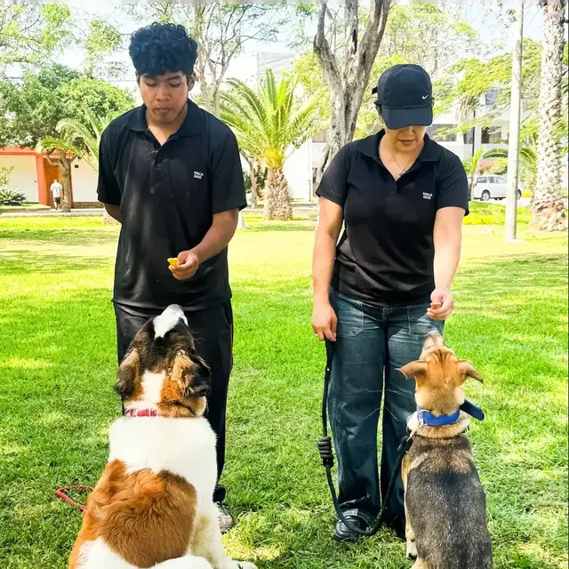 Perro equilibrado y feliz con su dueno