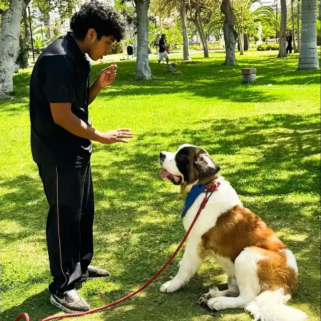 Vinculo y confianza entre dueno y perro
