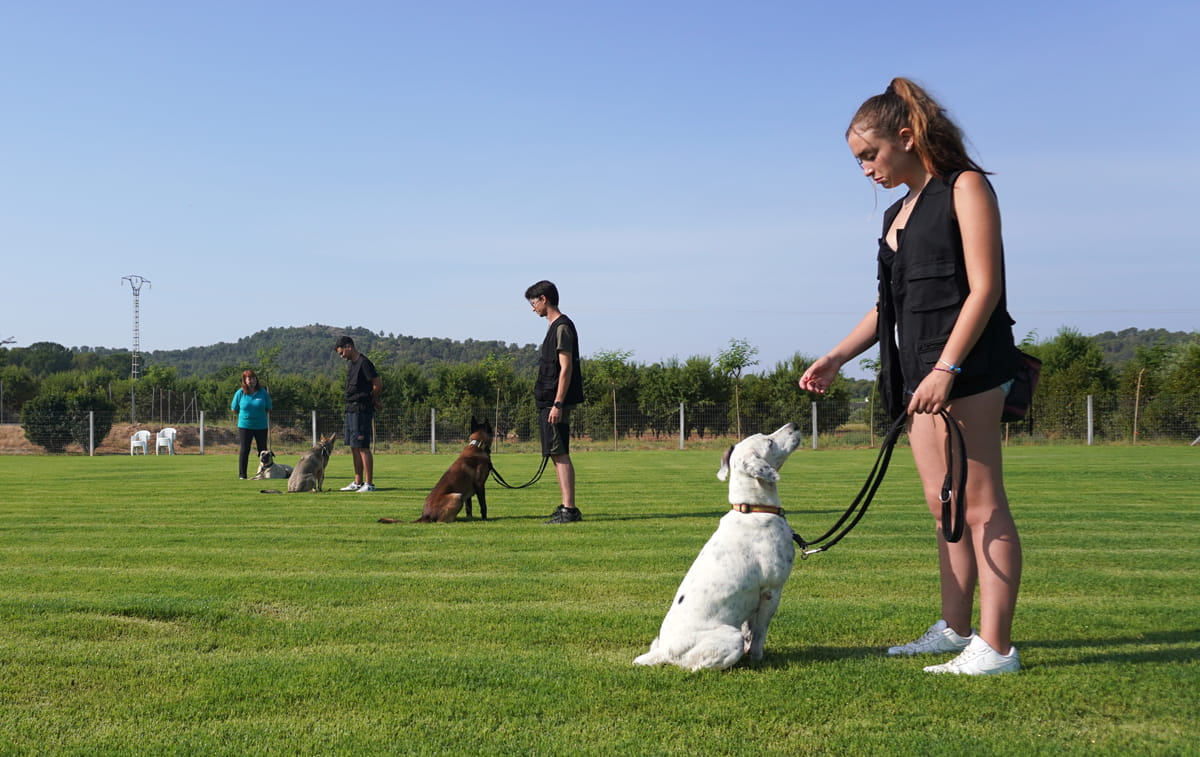 Entrenamiento canino en campo con instructor y perros